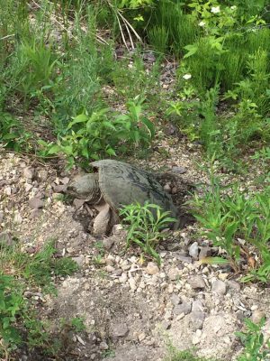 Turtle laying eggs