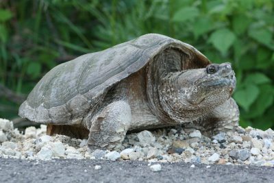 Turtle laying eggs