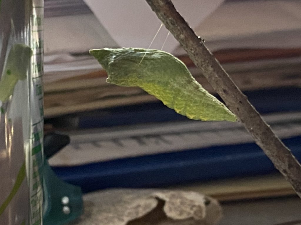 swallowtail pupa