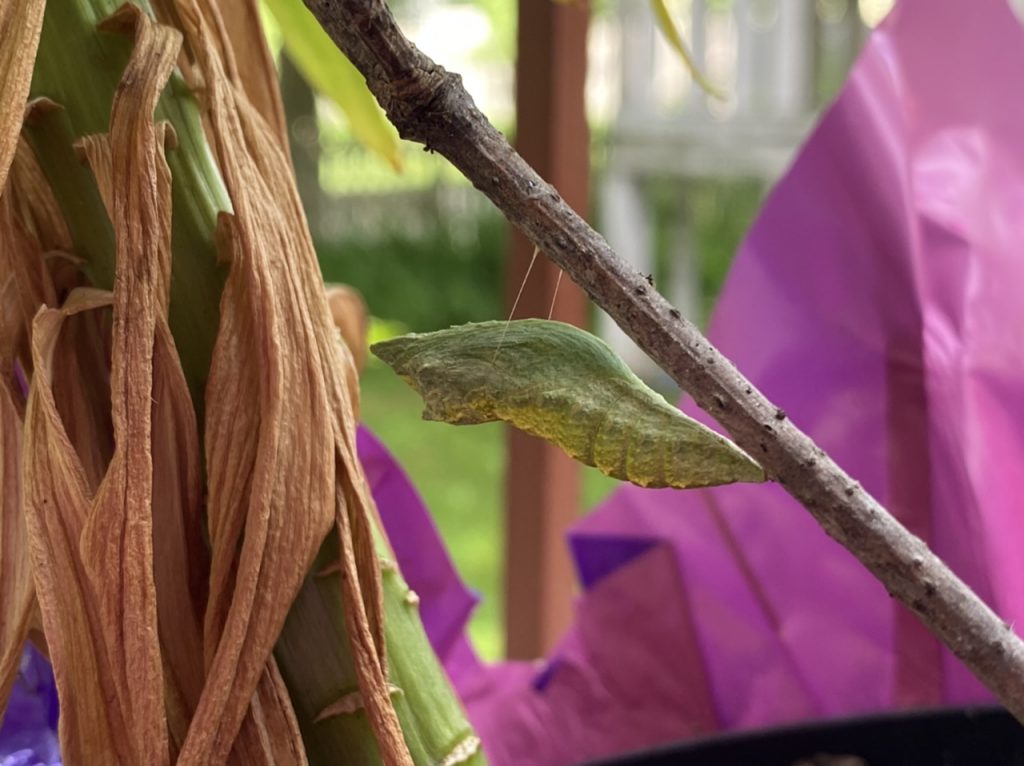 Swallowtail pupa