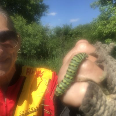 swallowtail caterpillar