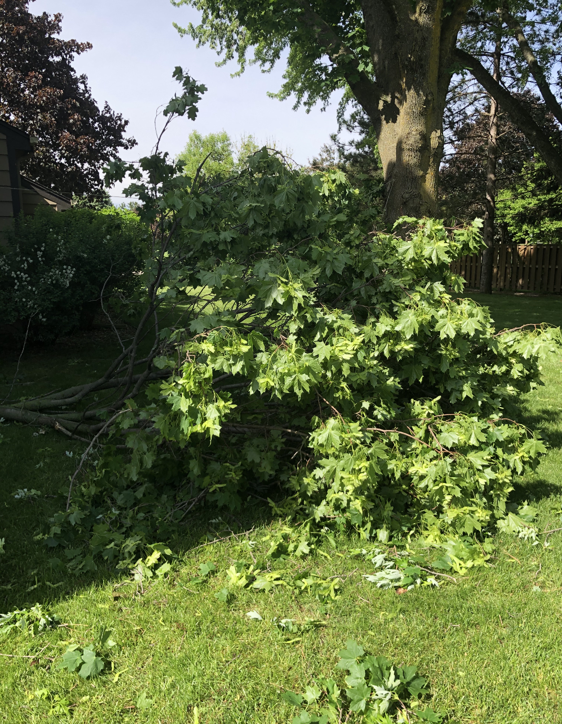 Trees down off 18th Avenue