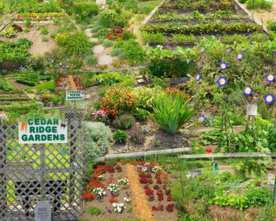 Cedar Ridge Garden Tour