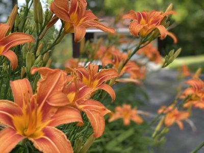Ditch lilies