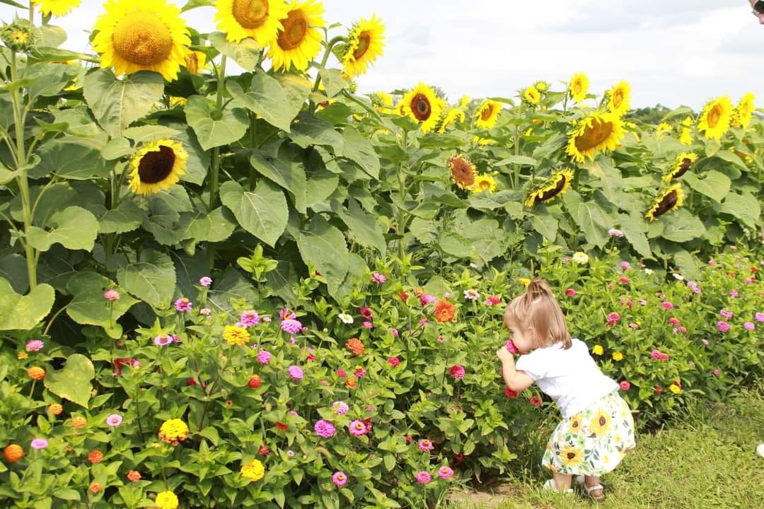 Sunflower