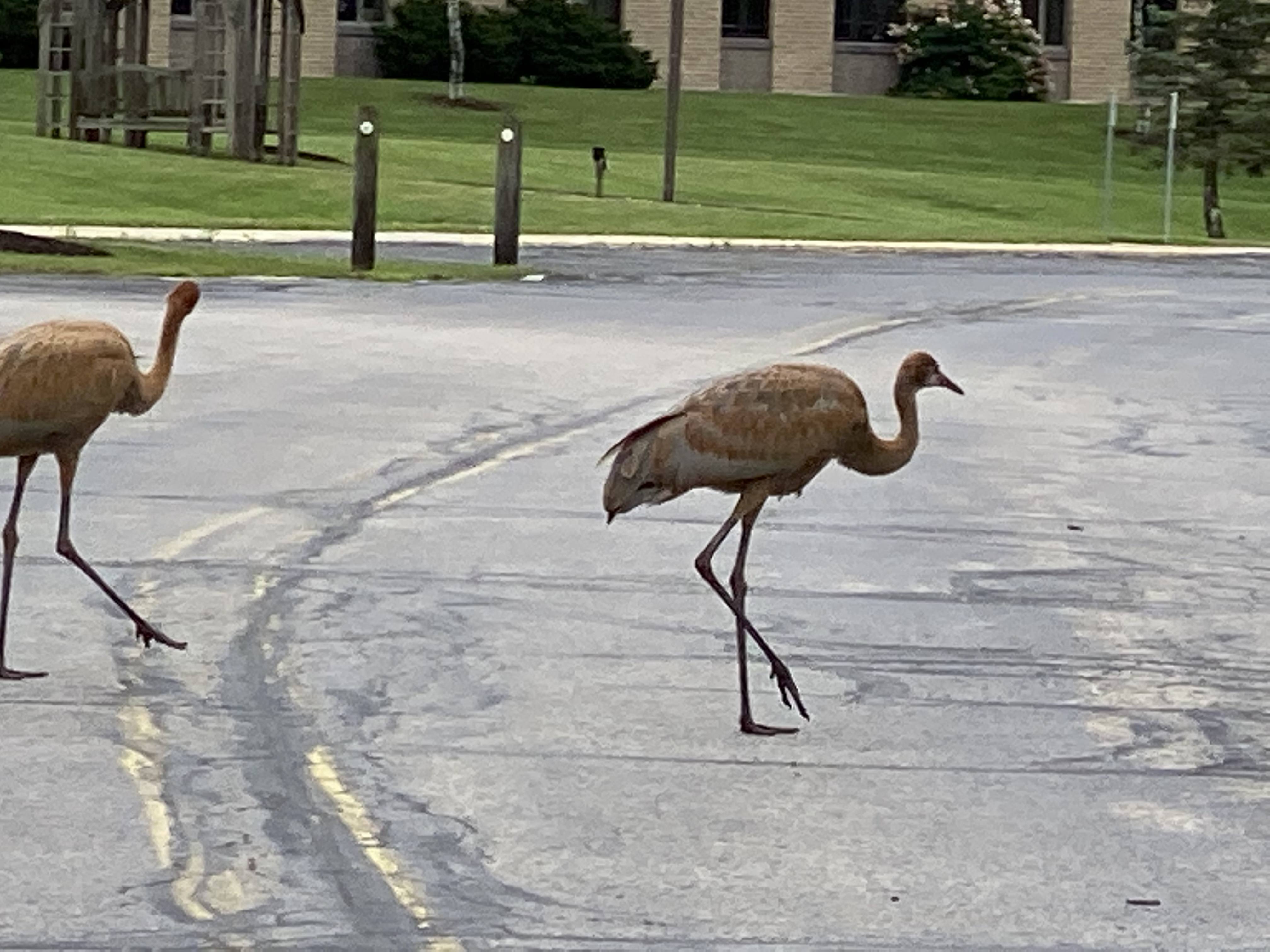 Sandhill crane