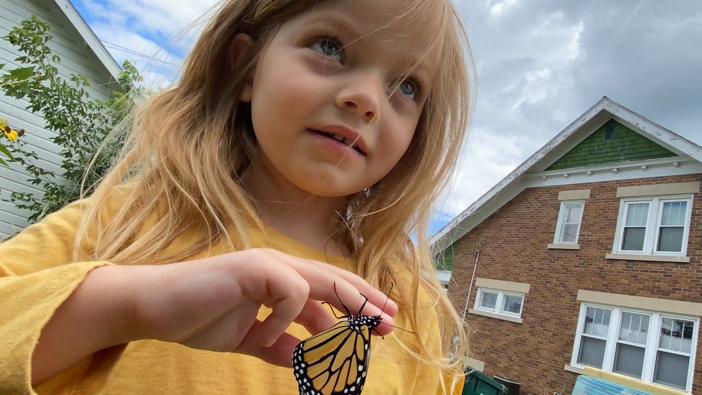 Addison Butterfly project