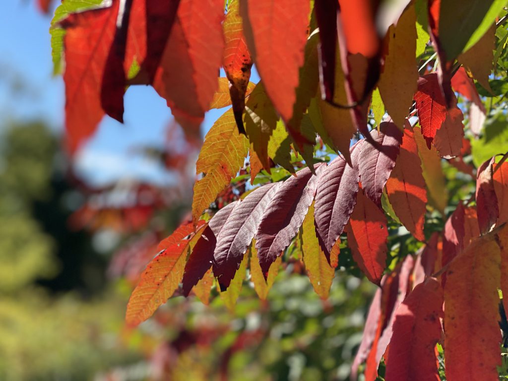 Sumac is turning rich red with frost advisory