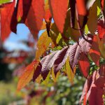 Sumac is turning rich red for fall