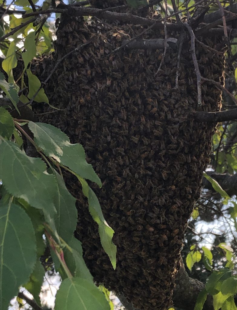 Honeybees