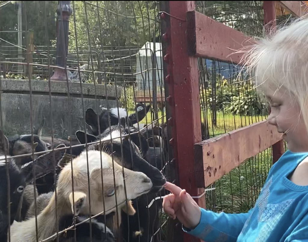 Petting zoo and haunted corn maze