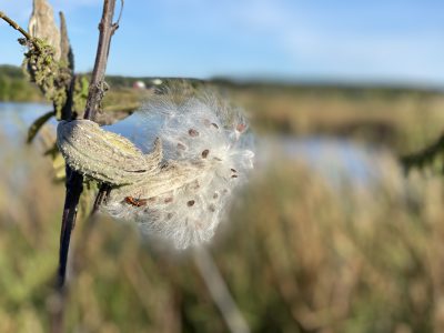 milkweed