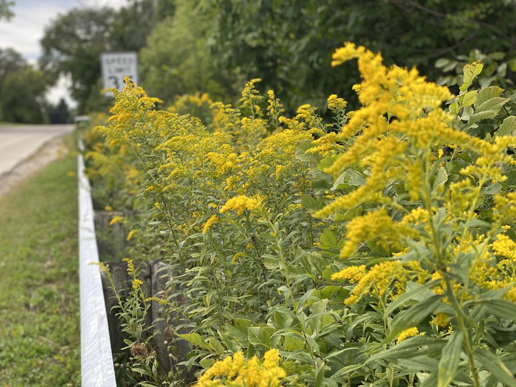 Golden rod