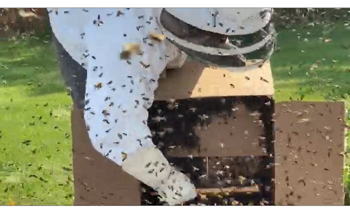 Bee harvest