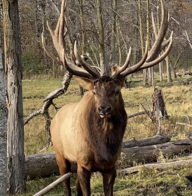 bull elk