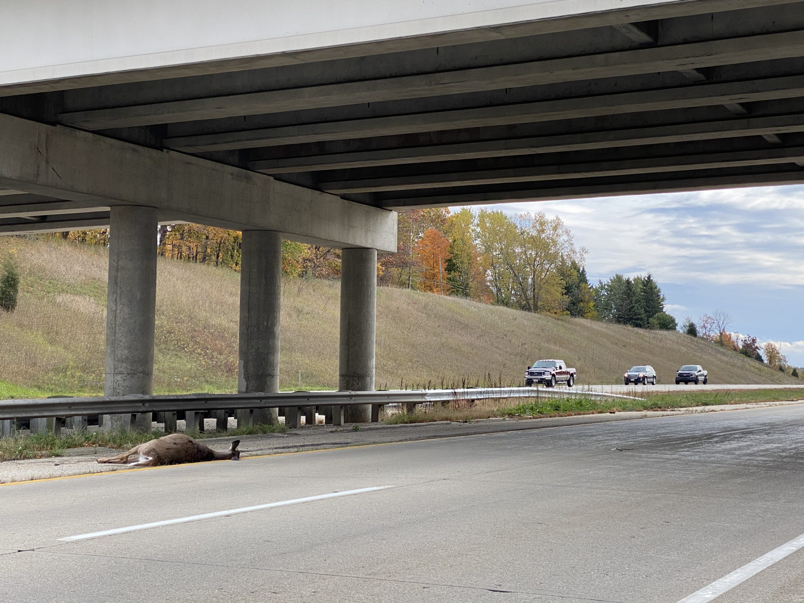 road kill, deer, sheriff