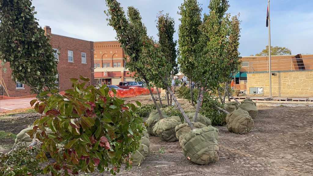 9/11 Memorial trees