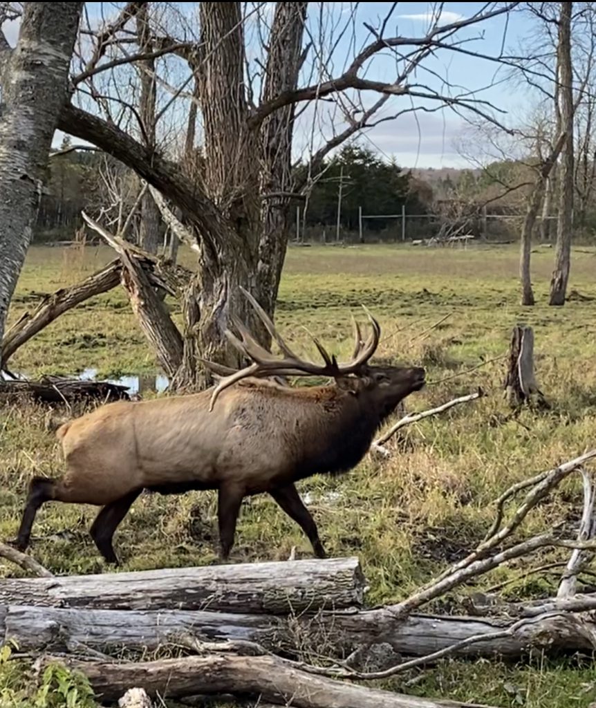 bull elk bugle mating call