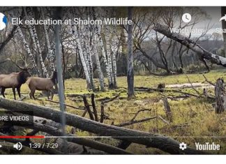 VIDEO | Elk education at Shalom Wildlife