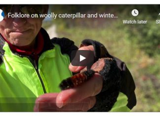 VIDEO | Truth or folklore on woolly caterpillar predicting 2020 winter weather