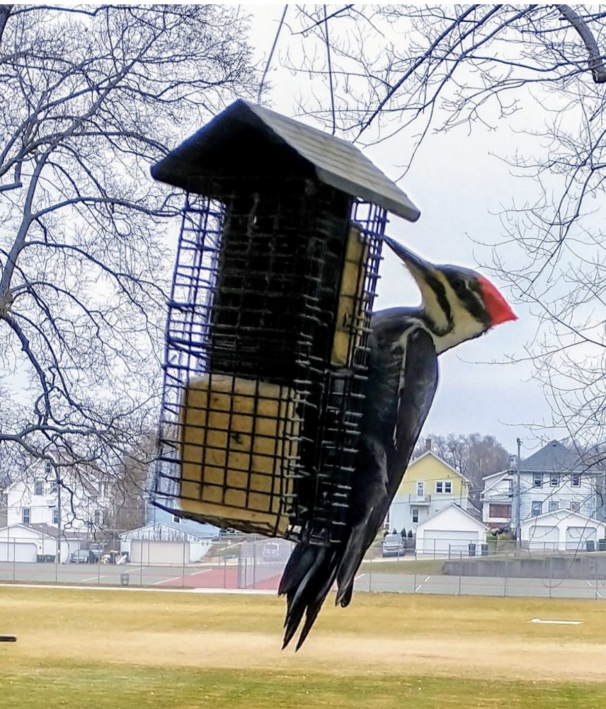 woodpecker