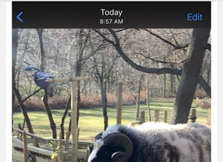 Ram on the loose in Town of Erin Ram Town of Erin