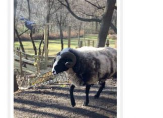 Ram on the loose in Town of Erin taken into protective custody | By Washington County Sheriff ram