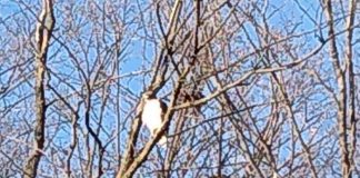 osprey
