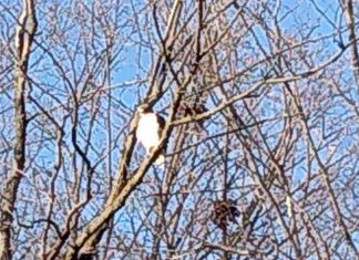 Possible osprey sighting in West Bend osprey