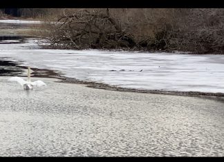 VIDEO | Did she stay or did she go at Shalom Wildlife swan