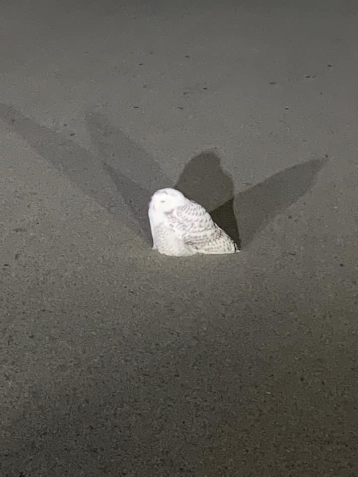 snowy owl