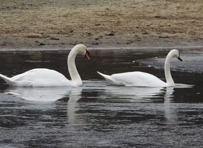 swan, swans