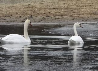 swan, swans