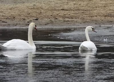 swan, swans