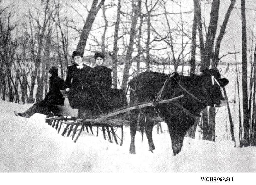 cow pulling sled c1890