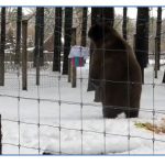 bear, lewis
