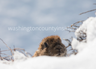 Are you ready for 6 more weeks of winter? Phil says it’s coming
