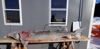 Sturgeon spearing, Fond du Lac