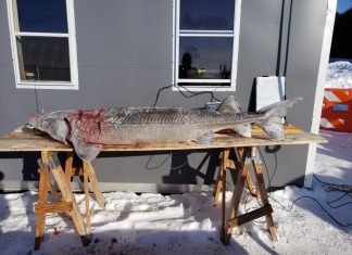Sturgeon spearing, Fond du Lac