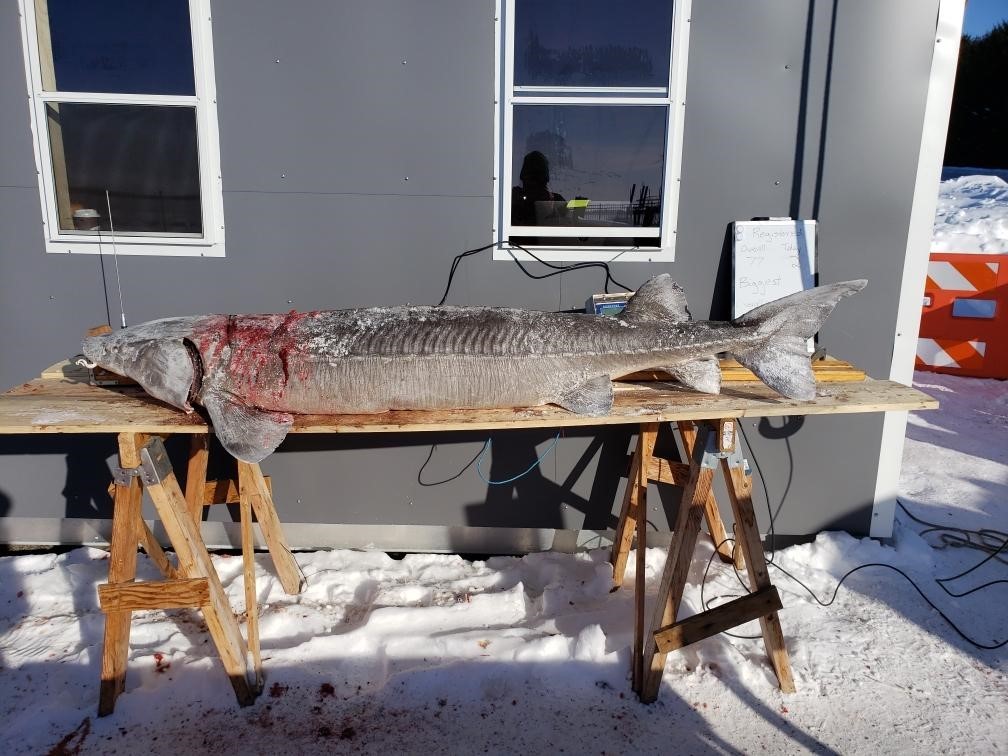 Sturgeon spearing, Fond du Lac