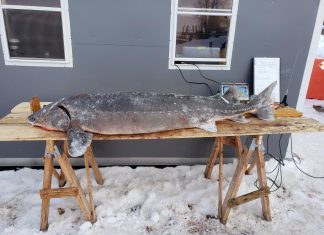 sturgeon spearing