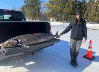 sturgeon