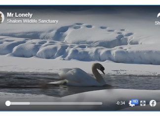 swan, Mr. Lonely