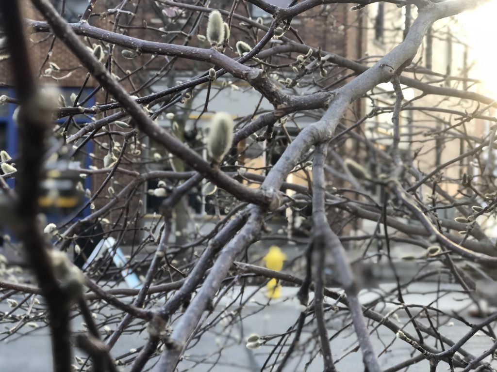 buds on a tree spring