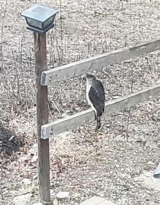 Cooper Hawk