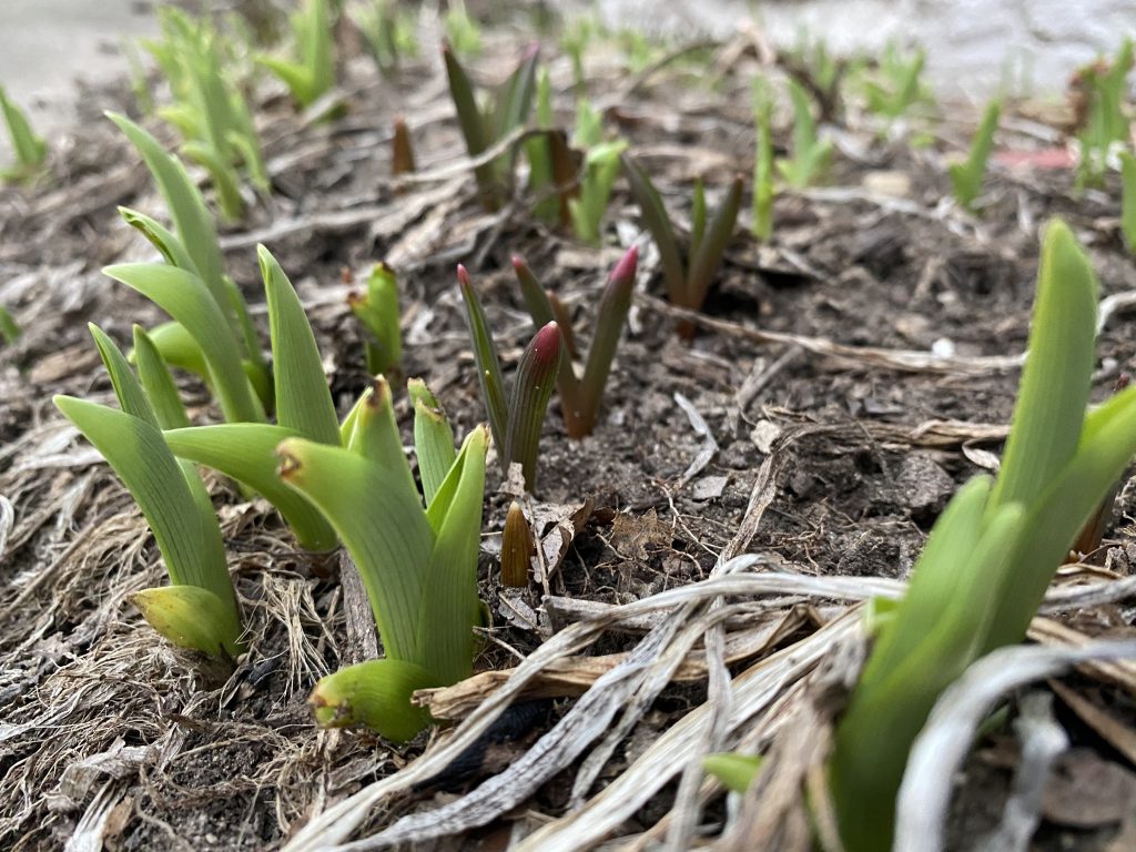 plants, spring