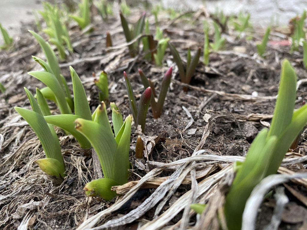 plants, spring