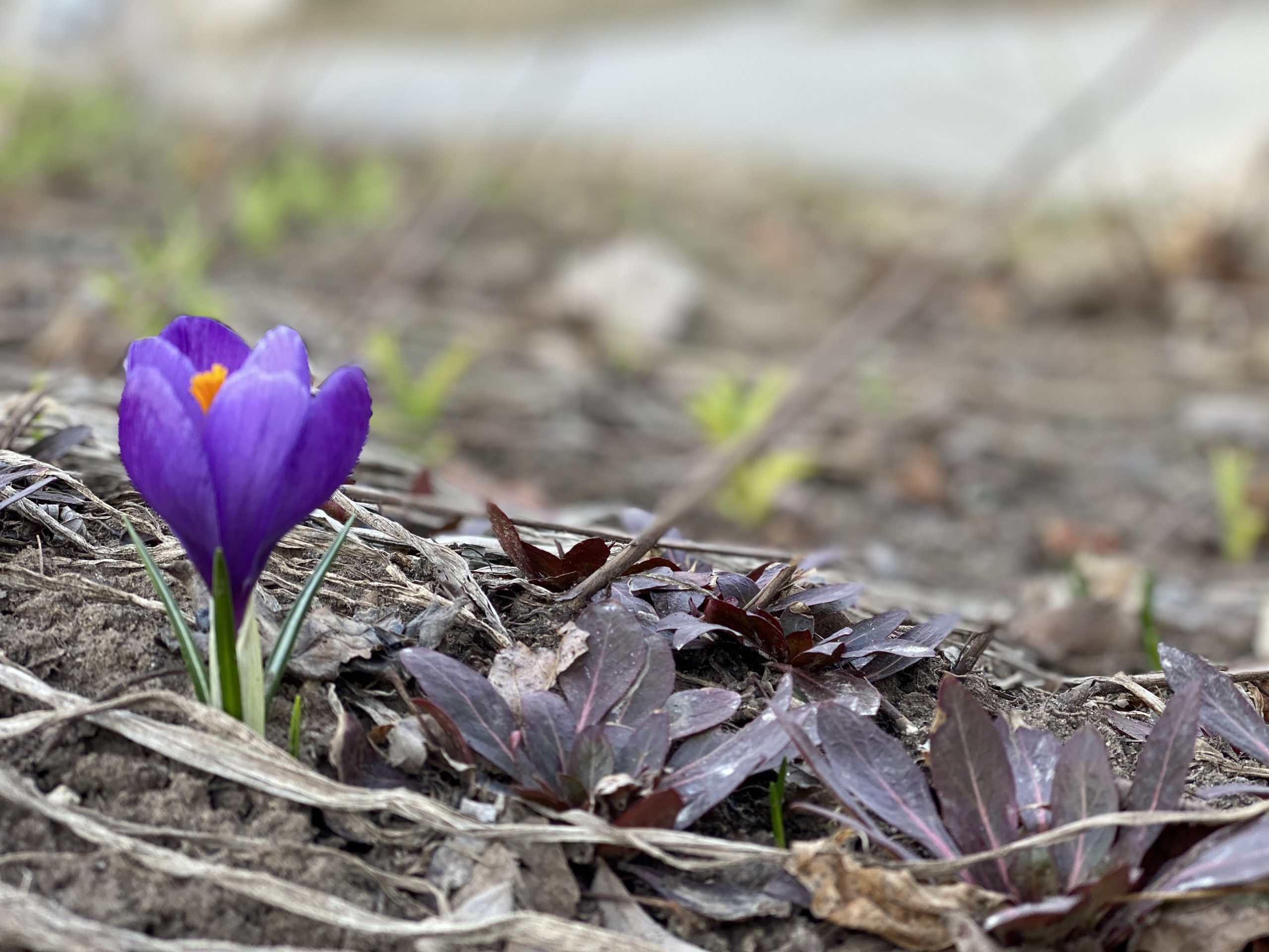 Crocus Sign Are you spotting signs of spring? The Mighty Crocus