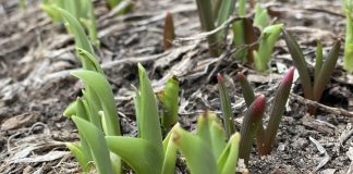 spring plants,