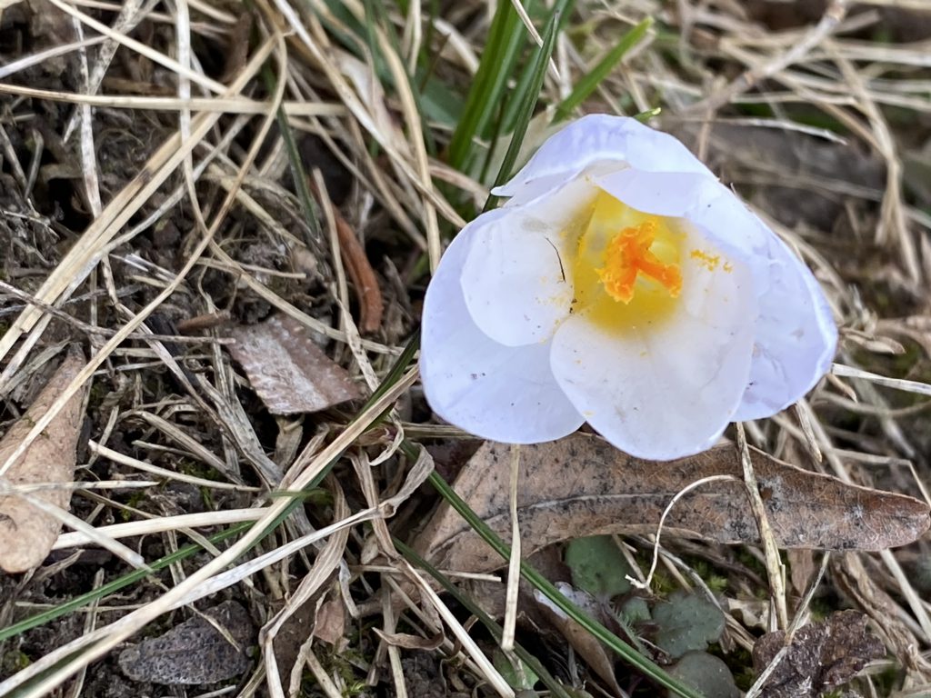 crocus